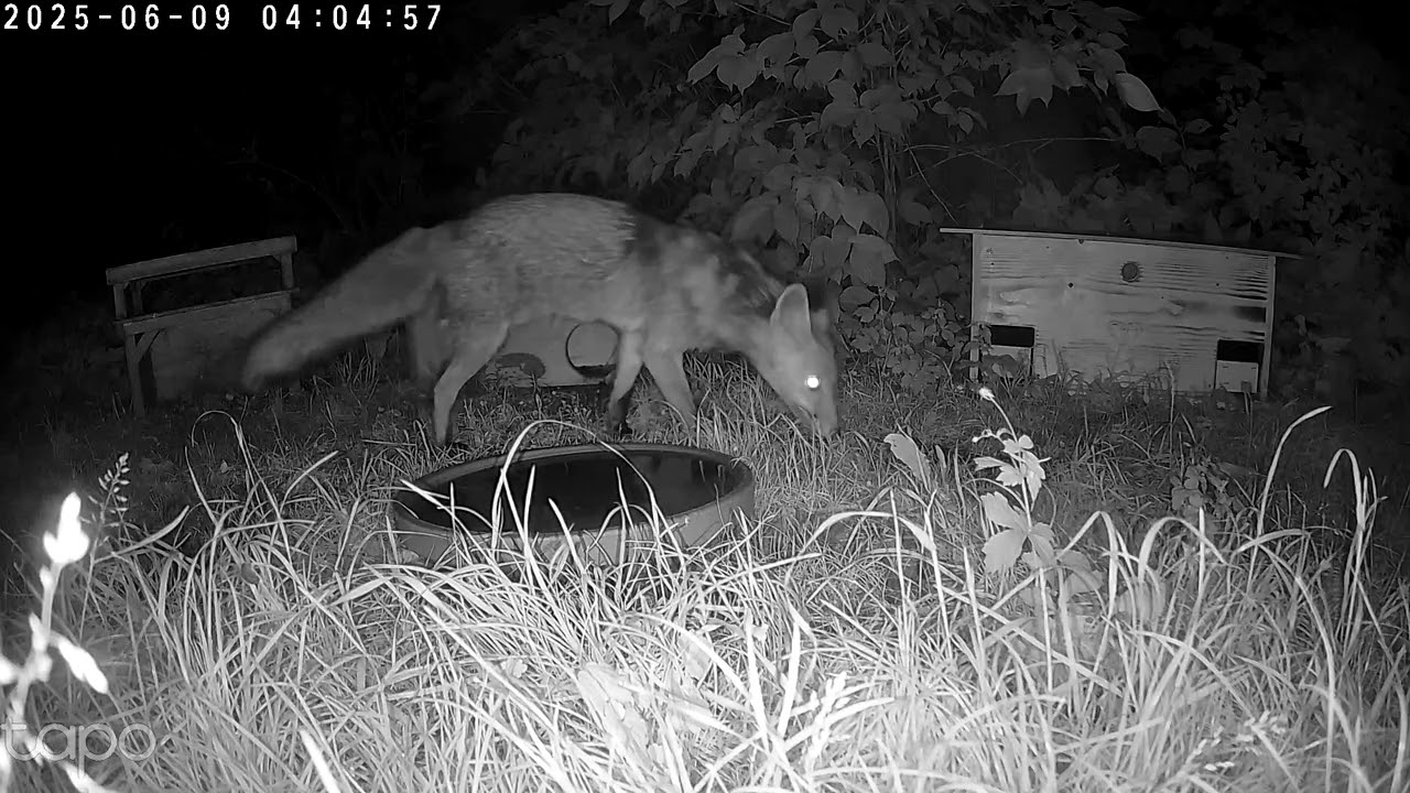 Nächtlicher Besuch vom Fuchs