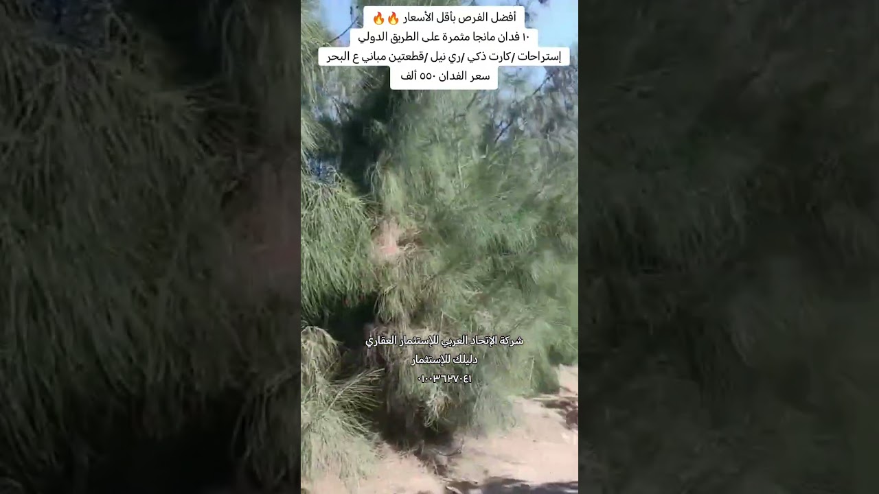 ١٠ فدان مانجا على الطريق الدولي + (قطعتين مباني ع البحر _كارت ذكي _ري نيل) 