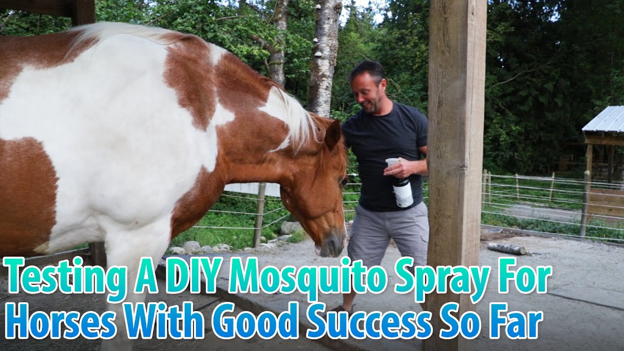 How To Make An Effective Mosquito Spray For Horses, Testing With Good Success So Far!