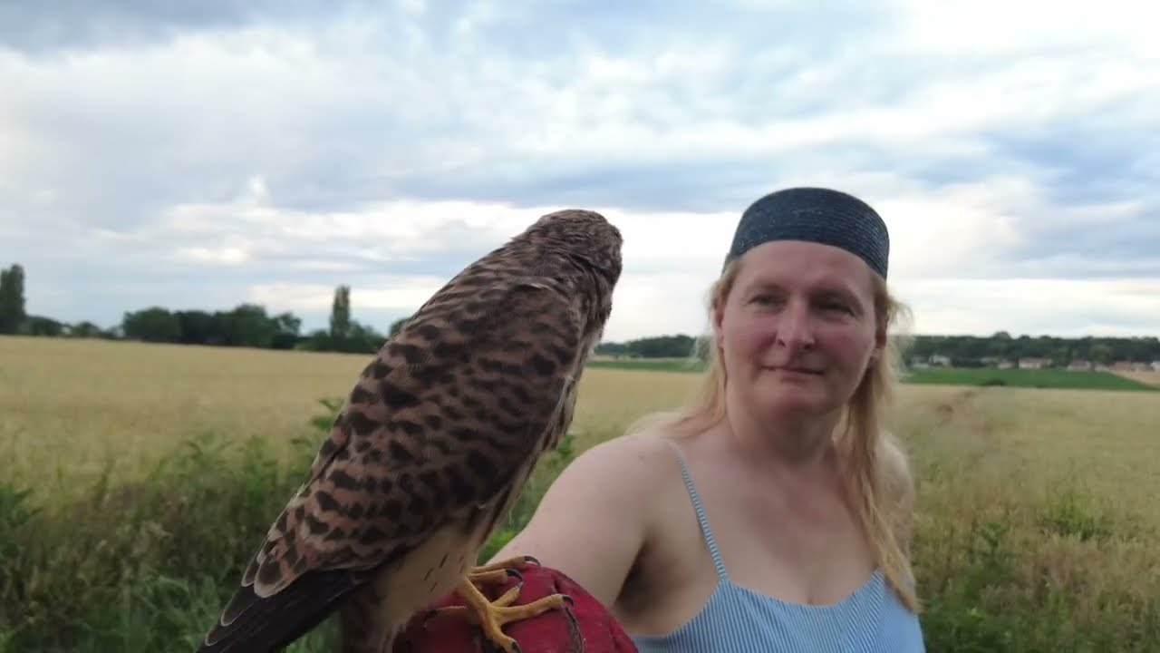 Baby Kestrel rescue the WHOLE story.