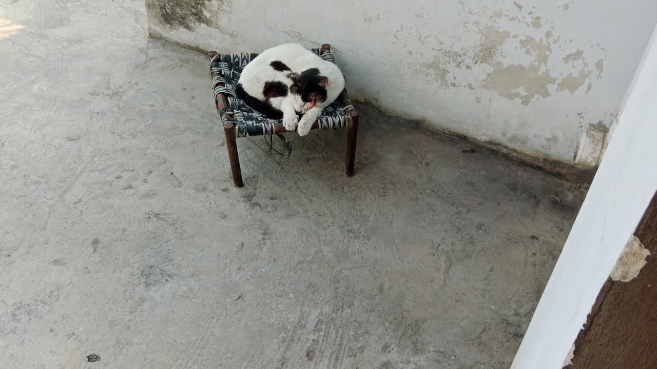 Chitu roza torty hovy 😂🤗