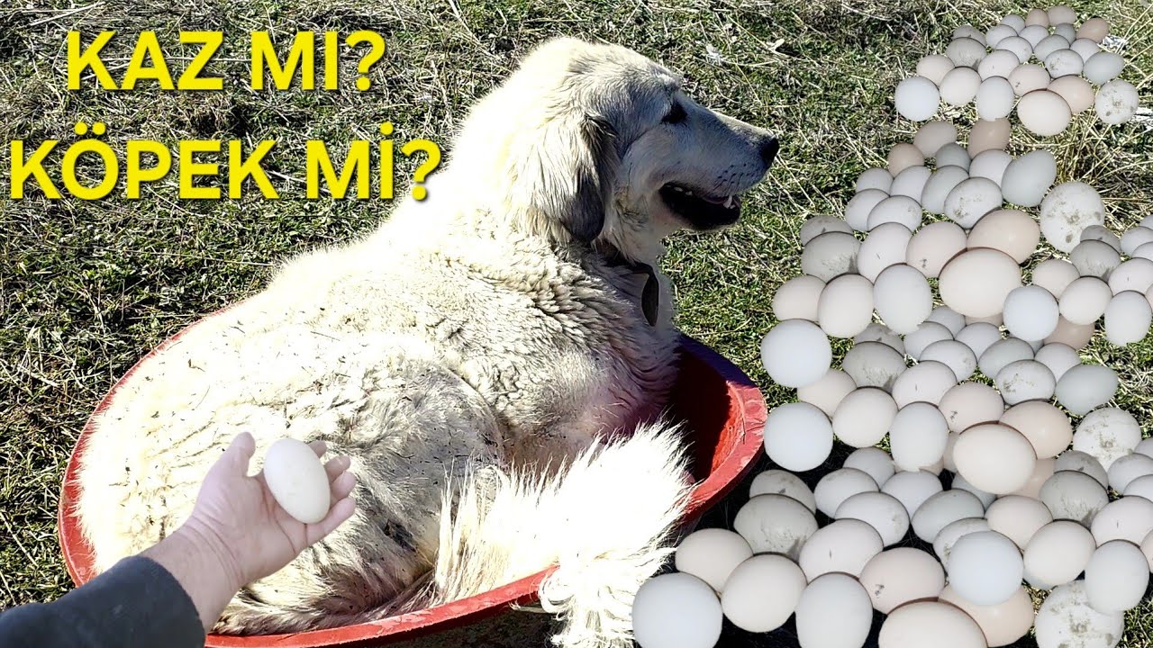 Bugün Çiftlikte Neler Oldu? Kaz Yumurtladı, Tavuklar Sıraya Girdi!#çiftlikhayatı 