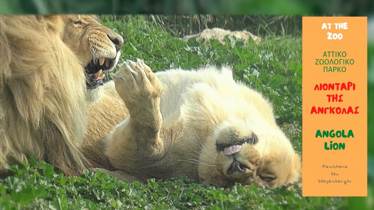 ΛΙΟΝΤΑΡΙ ΤΗΣ ΑΝΓΚΟΛΑΣ  Αττικό Πάρκο επ.2 / ANGOLA LION Attica Park ep.2 (4k) English subtitles