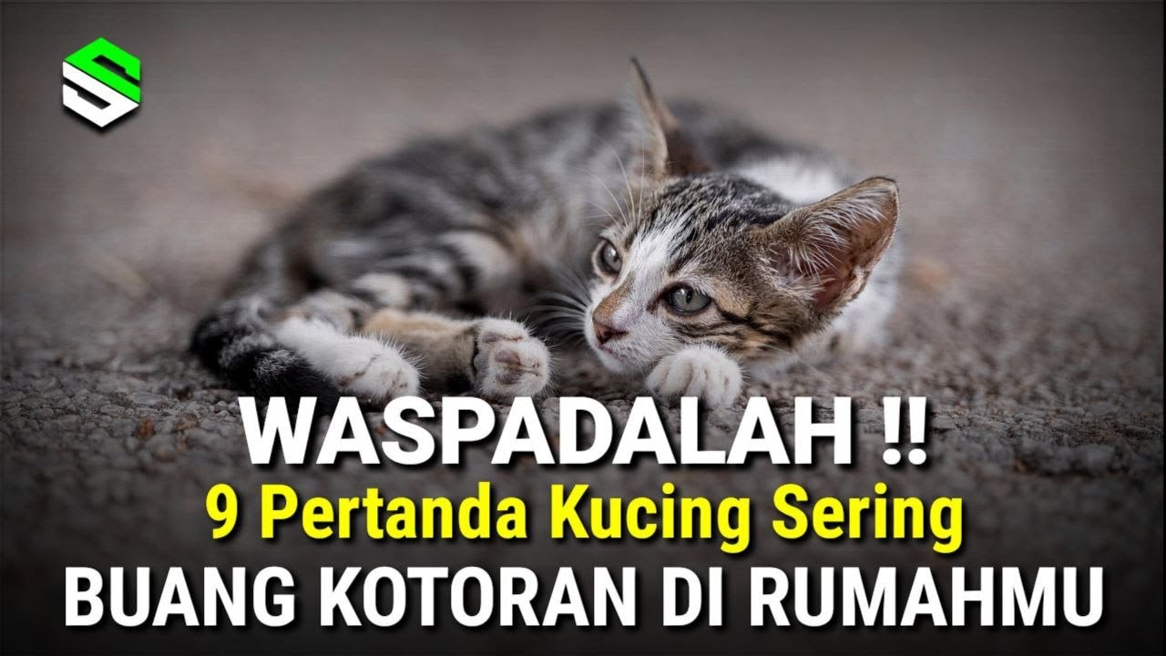 9 Pertanda Kucing Sering Buang Kotoran Dirumahmu, Ternyata Ini Artinya...