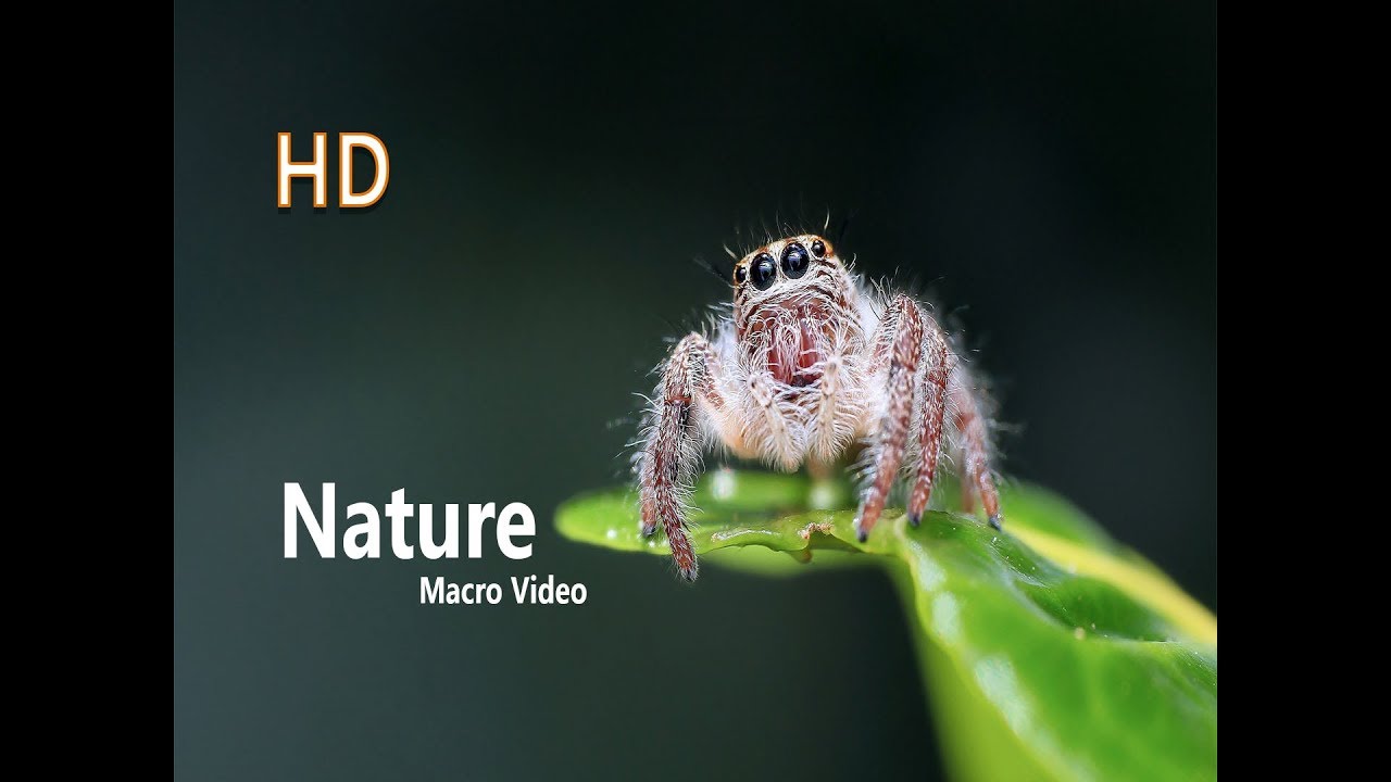 A Closer Look at  Wonderful Nature Macro Video - [SEYHA PETER]