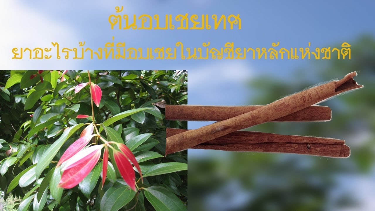 ต้นอบเชยเทศ หรืออบเชยลังกา (Cinnamomum verum J.Presl)