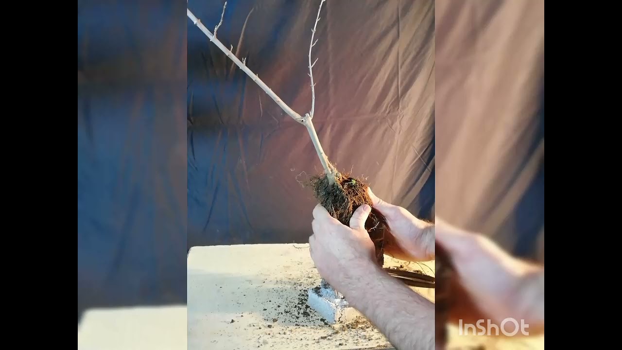 Ishizuki bonsai: preparata la roccia rimane da inserire la pianta