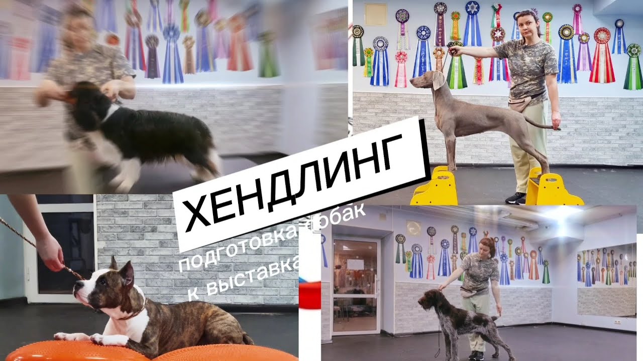 Хендлинг. Подготовка собак к выставке, с чего начать.