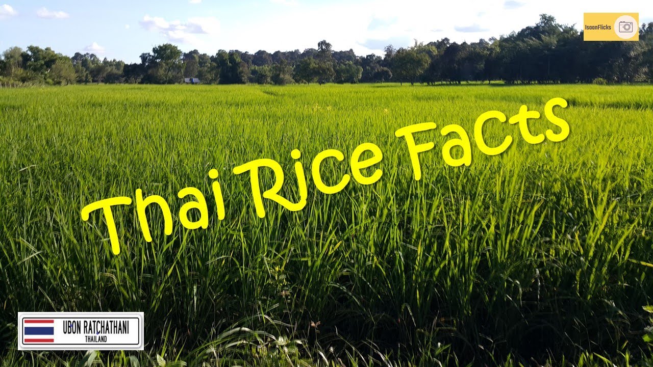 Facts About Thai Rice