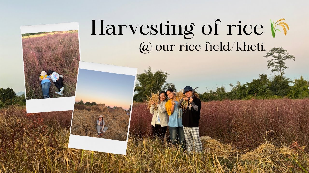 Dhaan kheti..🌾|| Harvesting season || Rice Field.👩🏻‍🌾 