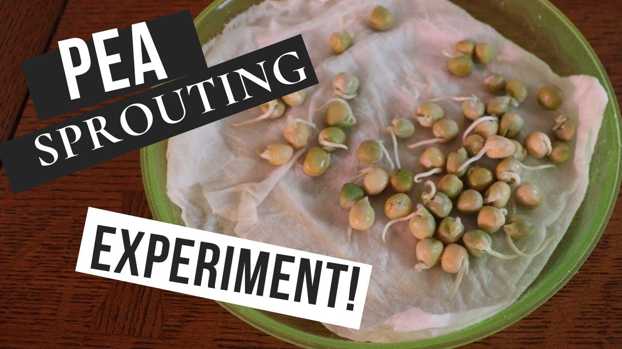 Get a Head Start on Growing Peas! Pre-sprouting Pea Seed for Planting.