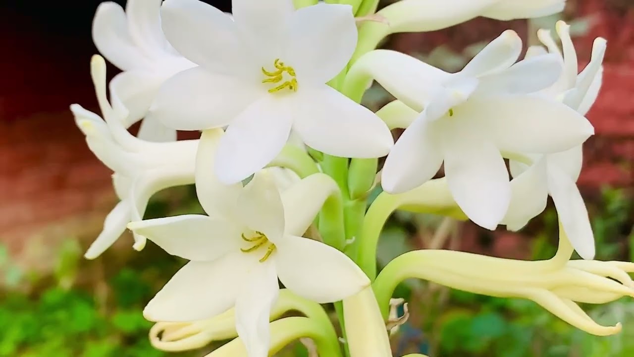 A Fragrance That Captures the Soul -Rajnigandha #videos #viralvideos #viral 