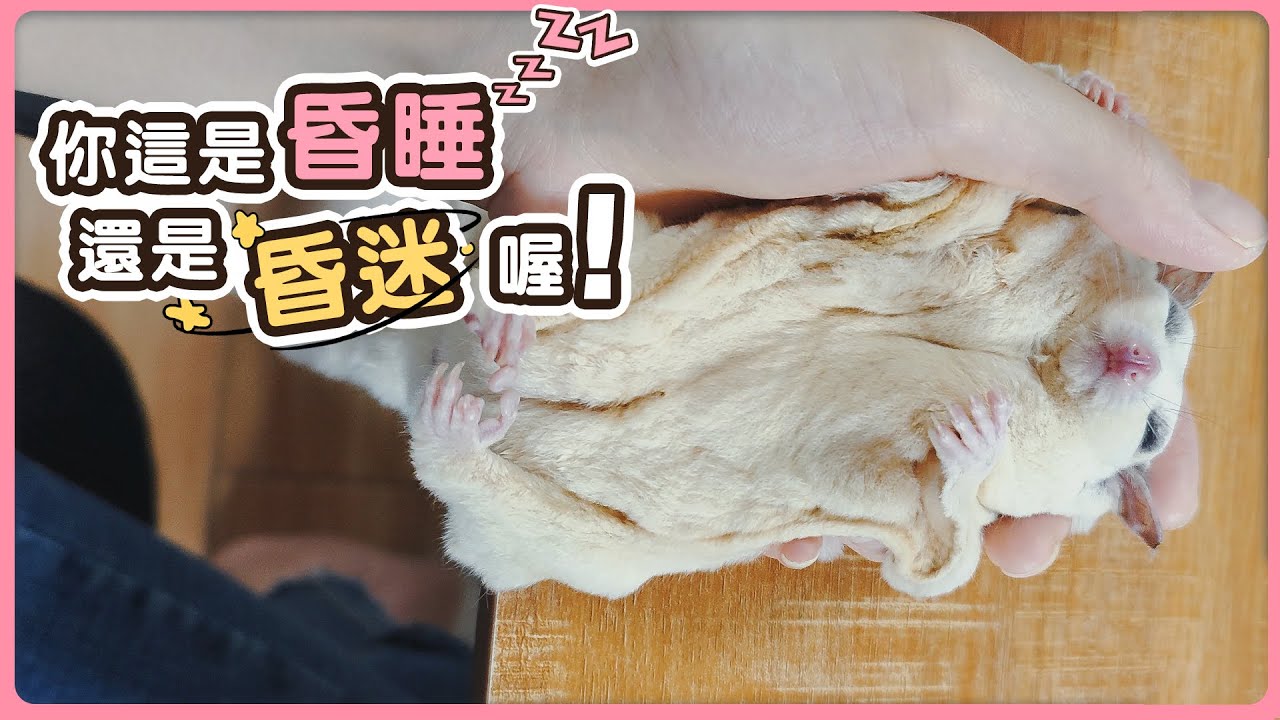 蜜袋鼯的昏迷式睡覺分享，躺手上一邊工作一邊盤蜜兩不誤。