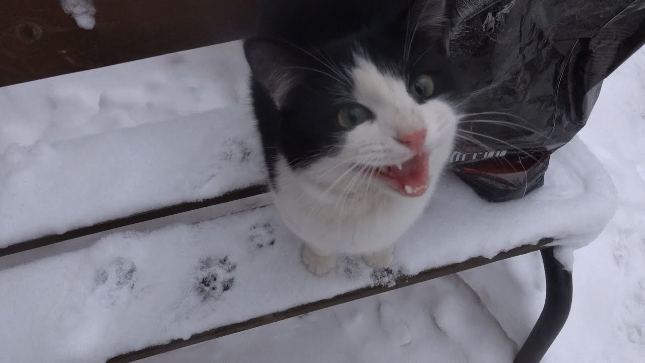 Cat meow because she knows there's food in my bag