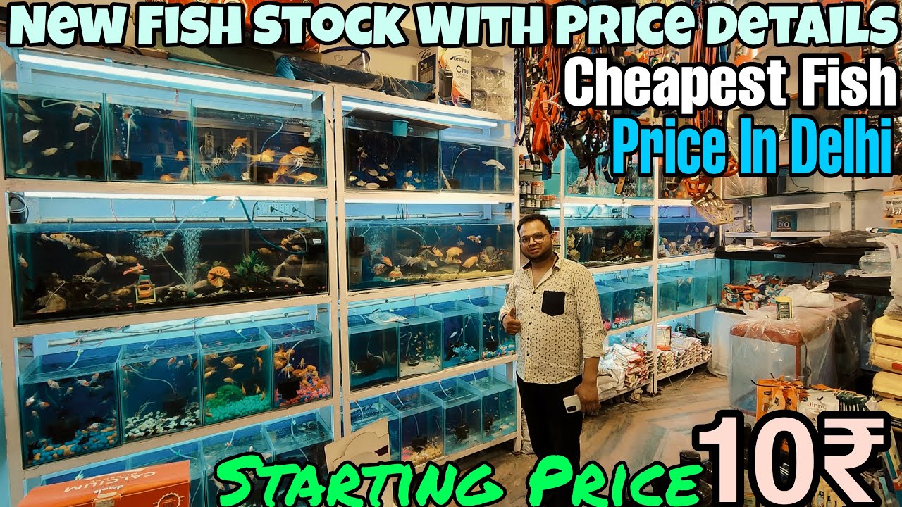 A to Z Pet Shop Cheapest Fish Shop In Delhi | Aquarium Fish Price Update | Low Price Aquarium Fish