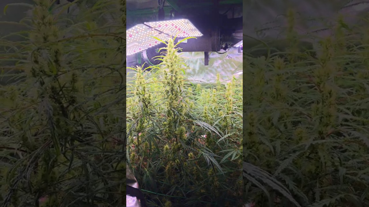 40 Tage Stretch?! 🤯 Mutanten in der Bl&uuml;te - Living Soil von Couple of Plants