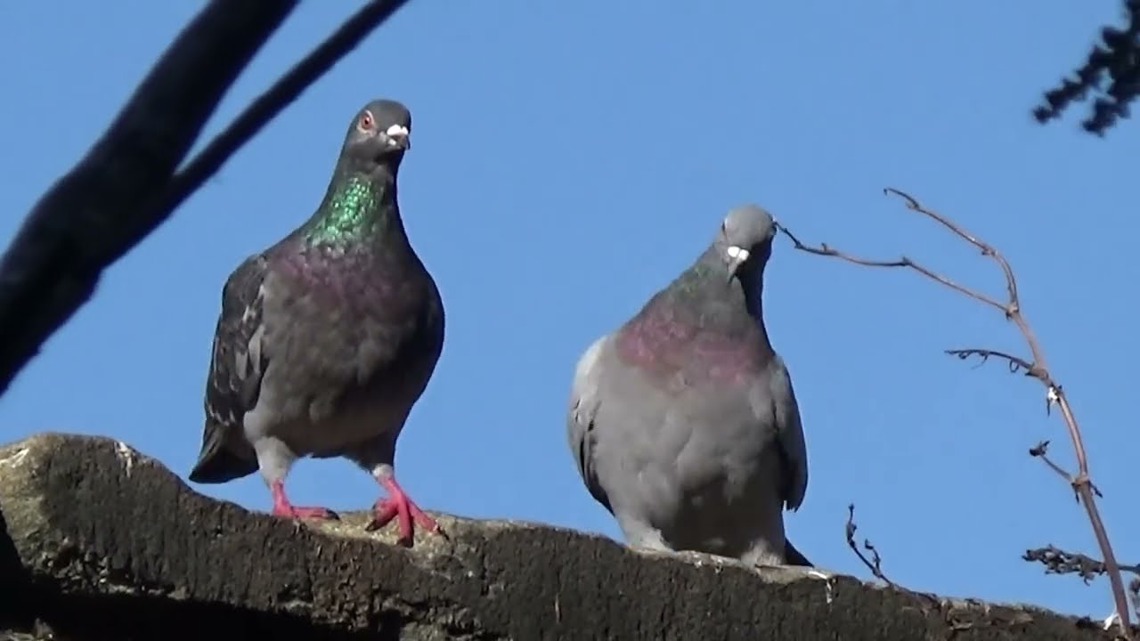 Pigeons England UK      ''An Easy Day''