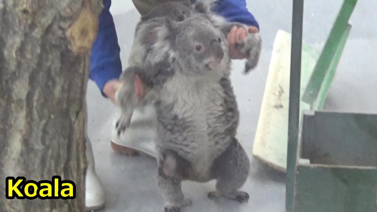 飼育員さんに何度も連れ戻されるコアラの親子　Cute koala baby and mother walk around on ground 【こども動物自然公園】