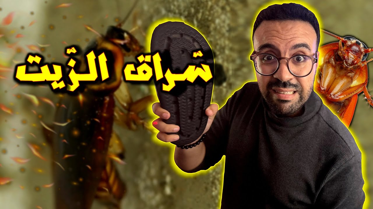 سراق الزيت .. الحشرة المظلومة لي خاصك تعرف الحقيقة ديالها