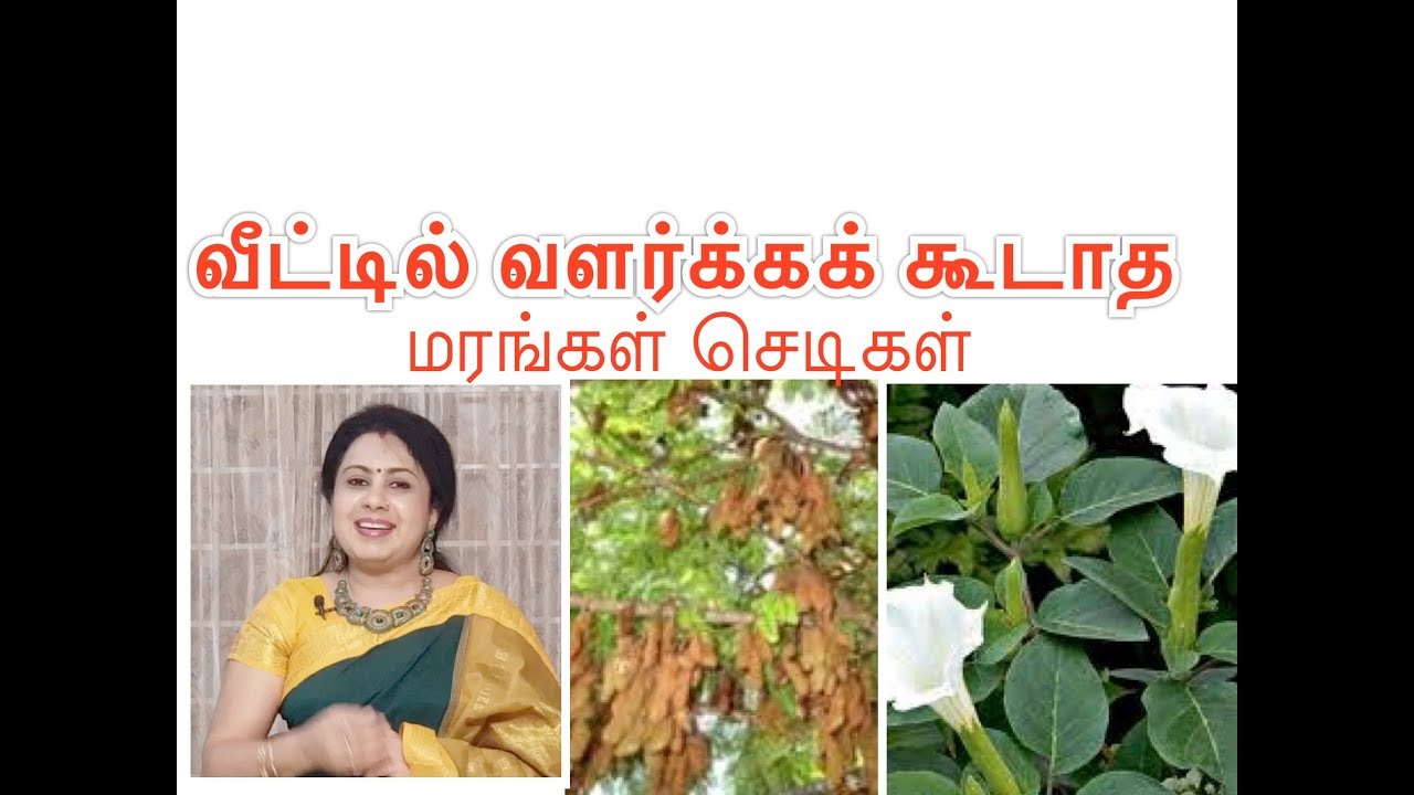 வீட்டில் எல்லா மரங்களும்,செடிகளும்  வளர்க்கலாம்/Grow plants and trees/அனிதா குப்புசாமி/Anitha Kuppus