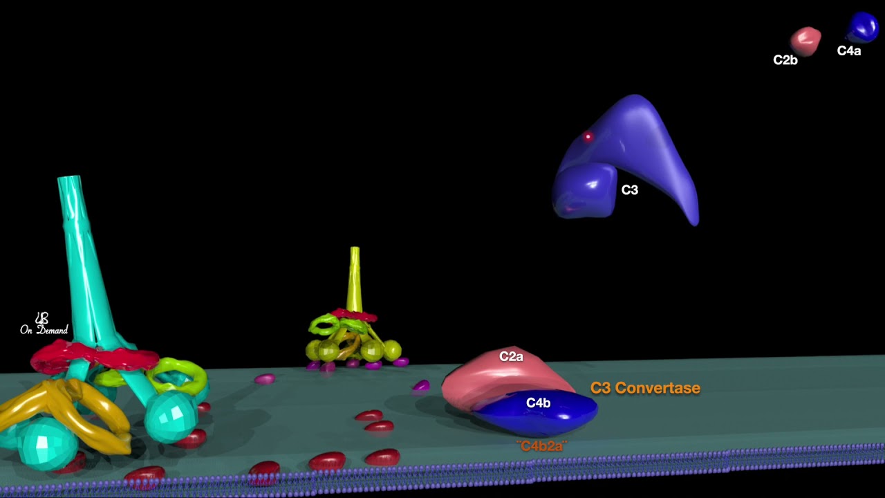 Lectin Pathway