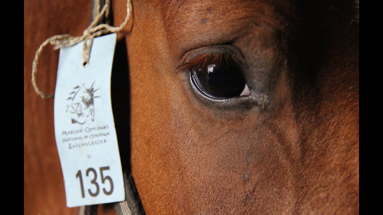 Marché-Concours de Saignelégier 2015