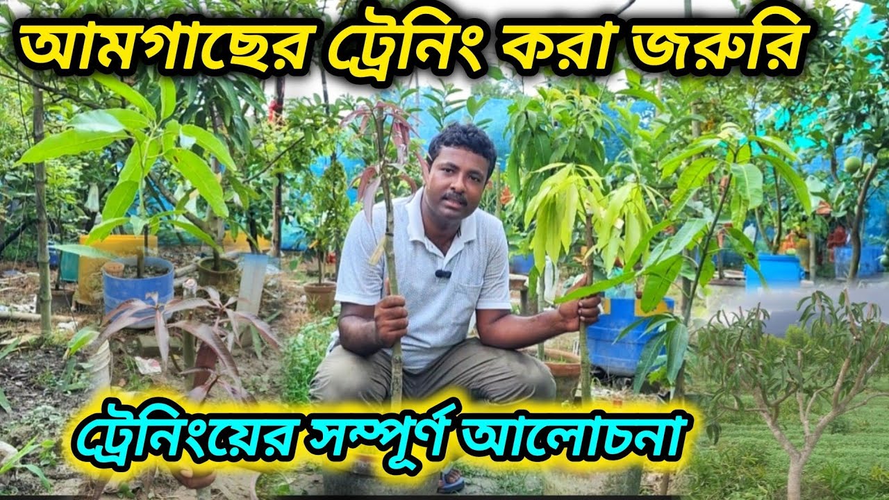 আমগাছের ট্রেনিং জরুরী। ট্রেনিংয়ের সম্পূর্ণ আলোচনা। mango tree tranning and pruning methods.