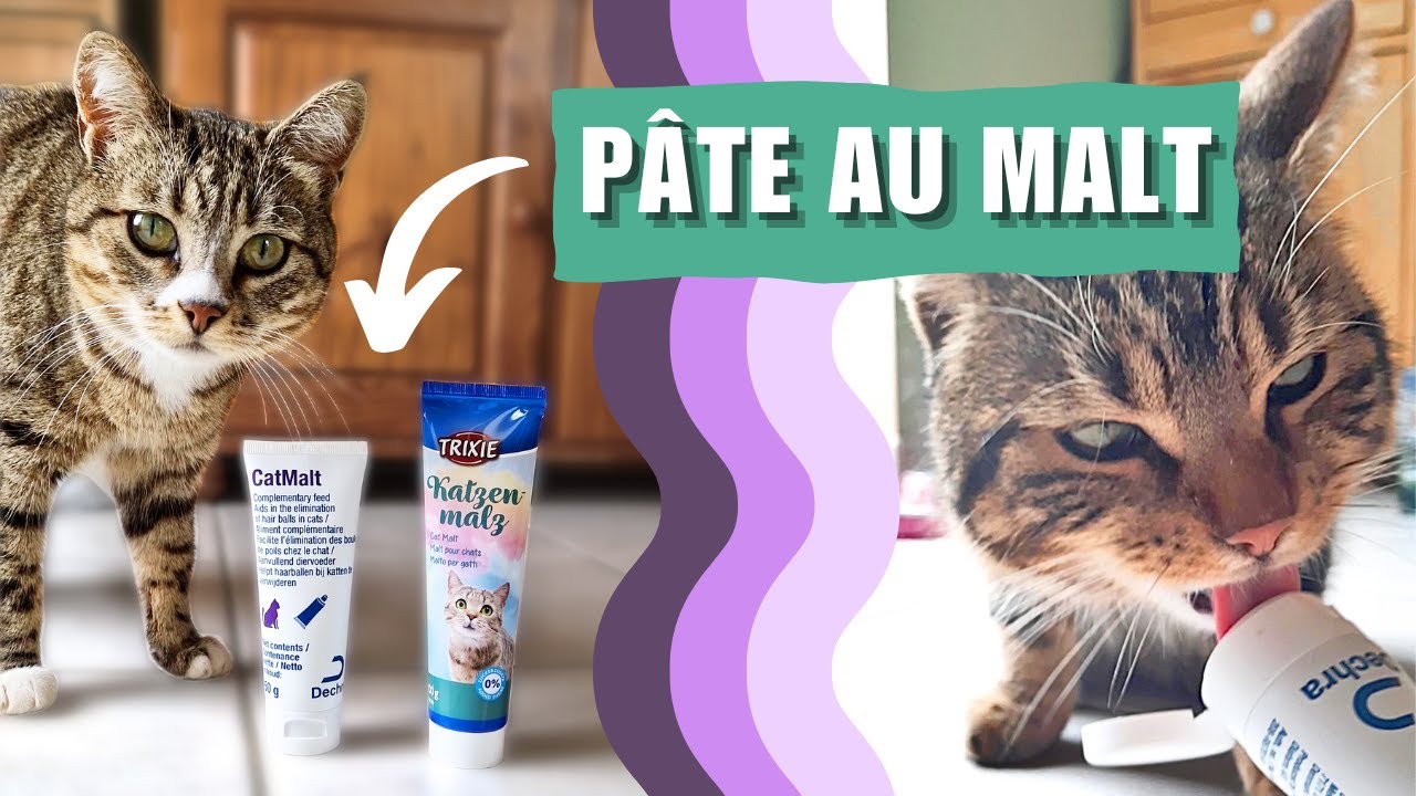 La PÂTE au MALT : pour chat qui tousse et vomit des poils 🤮