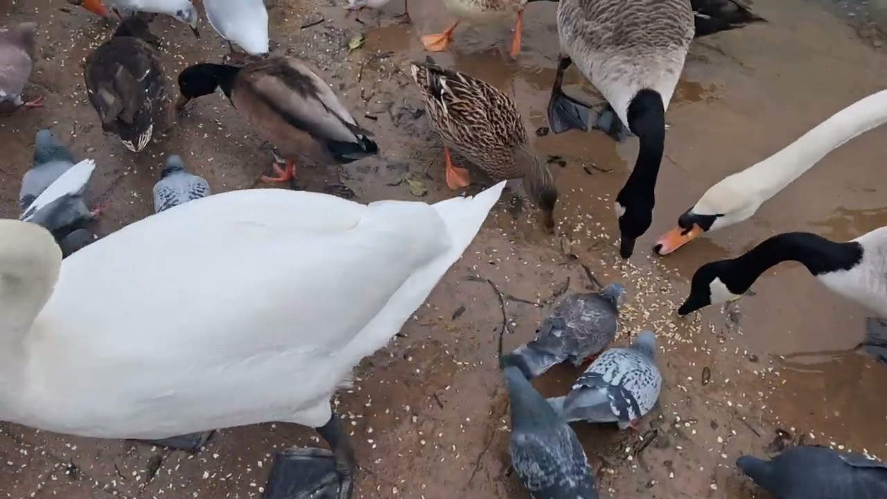 Days out with Guy*Cleethorpes Boating Lake 20th February 2026*