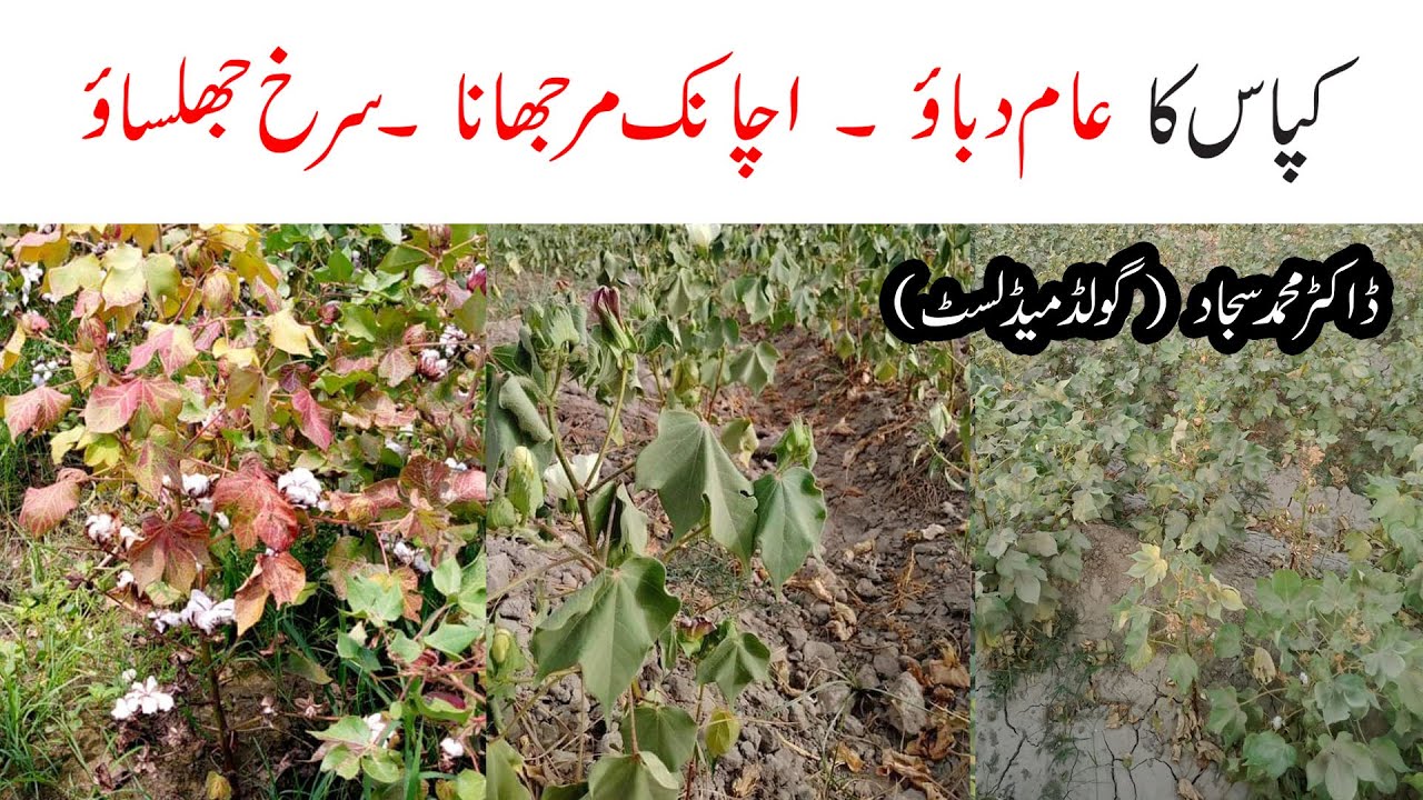 Cotton || Abiotic Stress || Fusarium Wilt|| Verticillium Wilt|| Leaf Reddening || Bronze Wilt