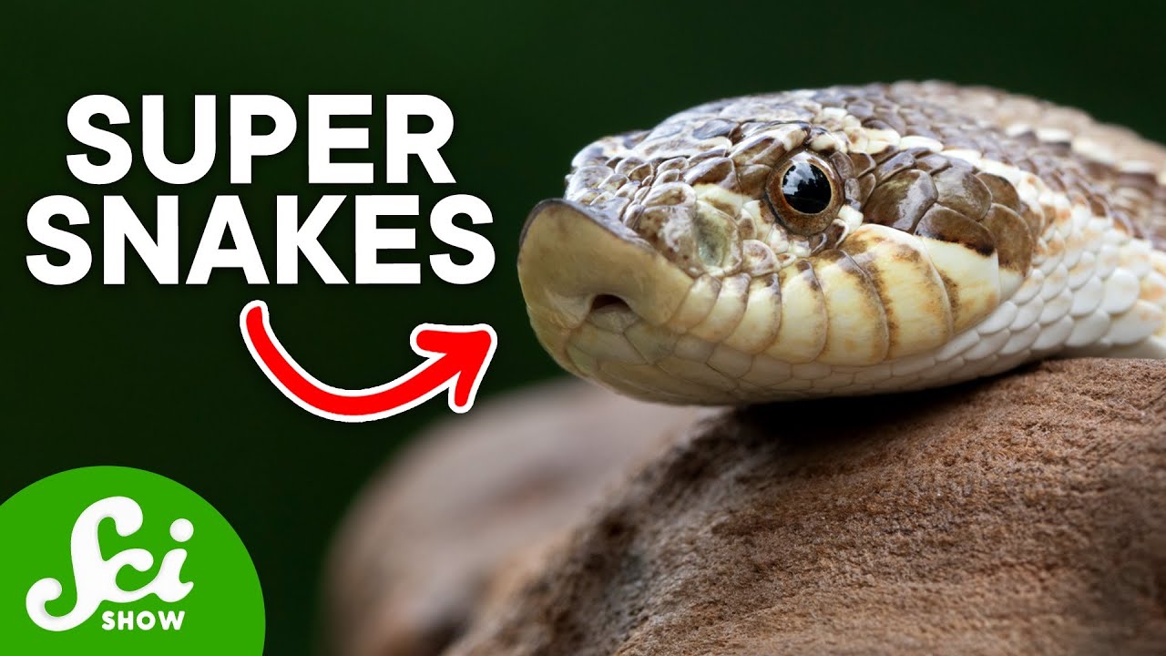 6 Sneaky Snakes That Might Freak You Out
