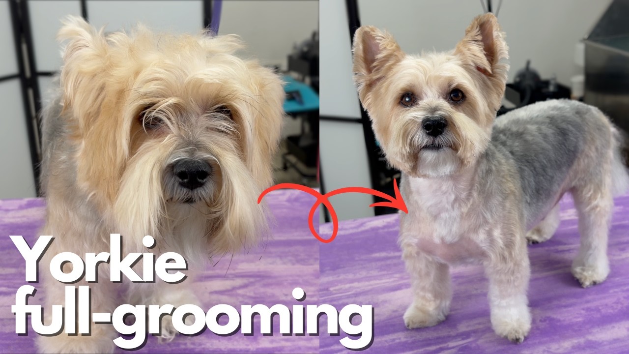 Yorkie Full Grooming - pet trim haircut