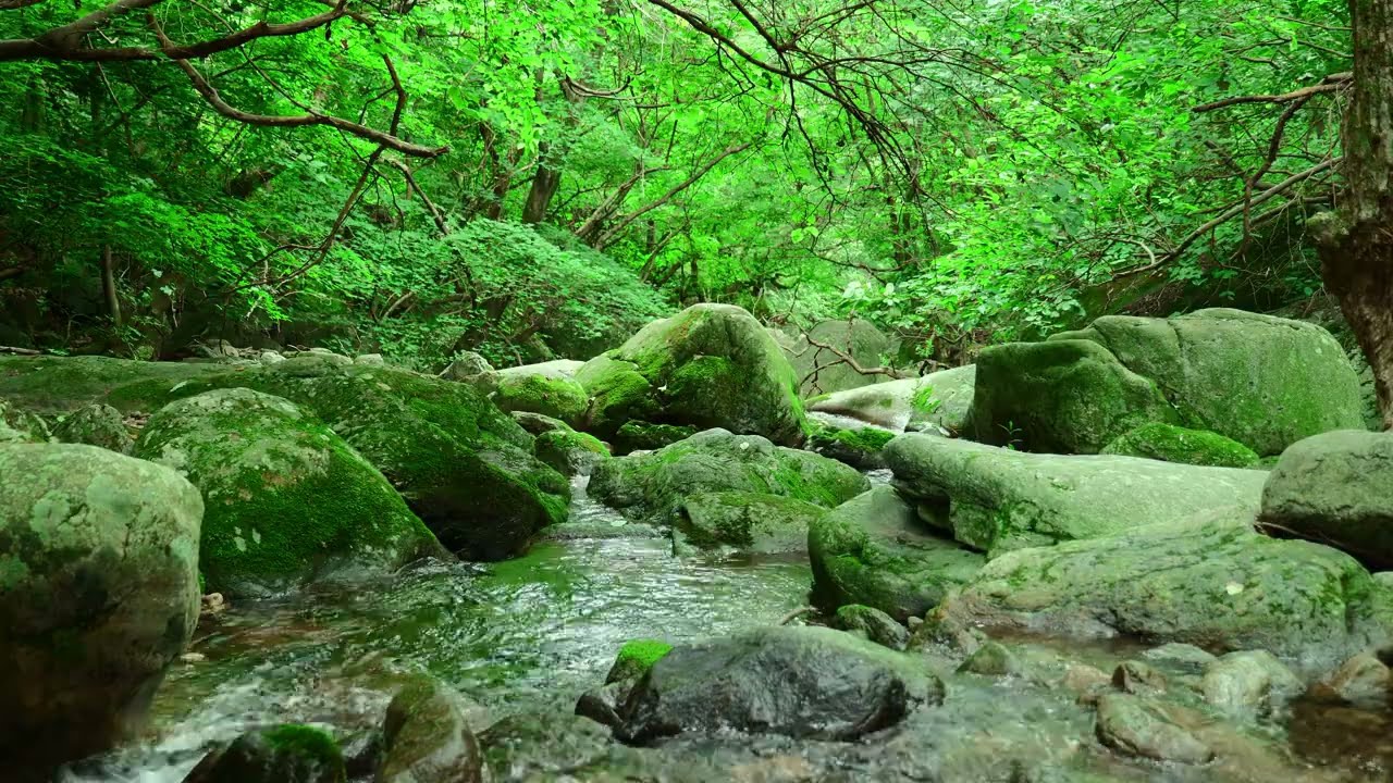 🌿Living Water Sounds & Subtle Insect Nature Sounds for Deep Sleep | 8hours 4K