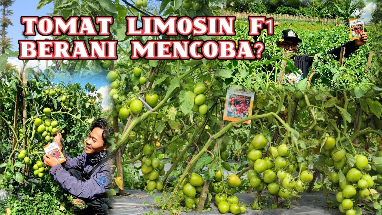 INI YANG DICARI‼️penampakan tomat LIMOSIN F1 terobosan baru dari WIJITANI