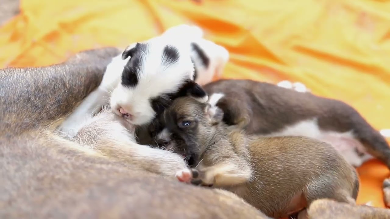 Newborn Puppies  Feeding – Cutest Moment Ever! 🐶❤️
