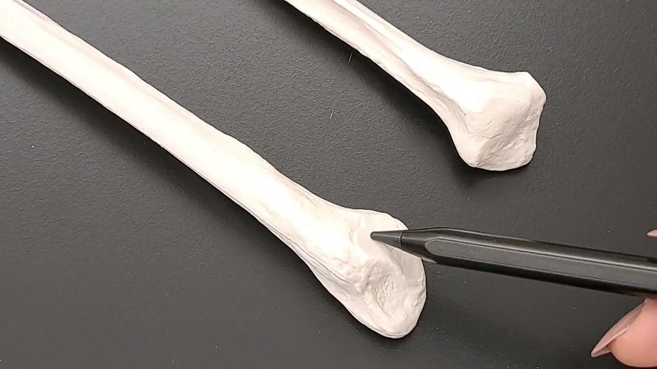 Anatomy of Fibula - Made Simple