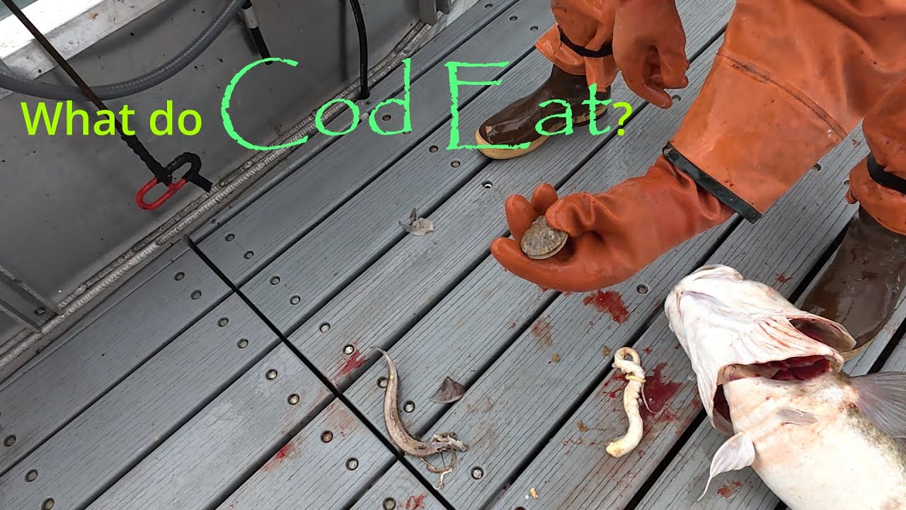 First Cod Trip of the Season! | Jigging for Pacific Cod in Alaska
