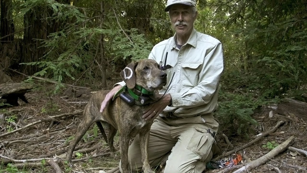 Dan Tichenor, Houndsman for Conservation