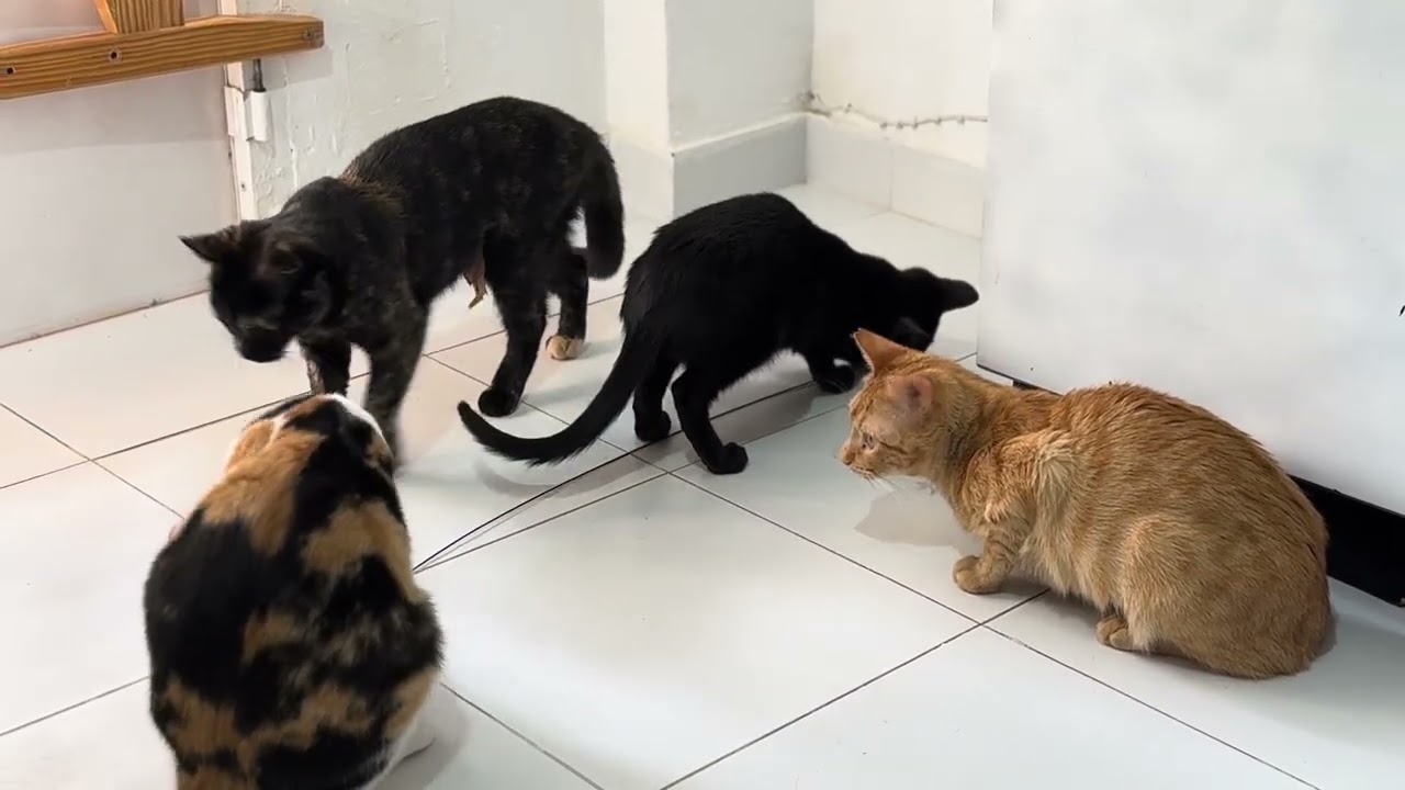 Клара учится играть с другими кошками