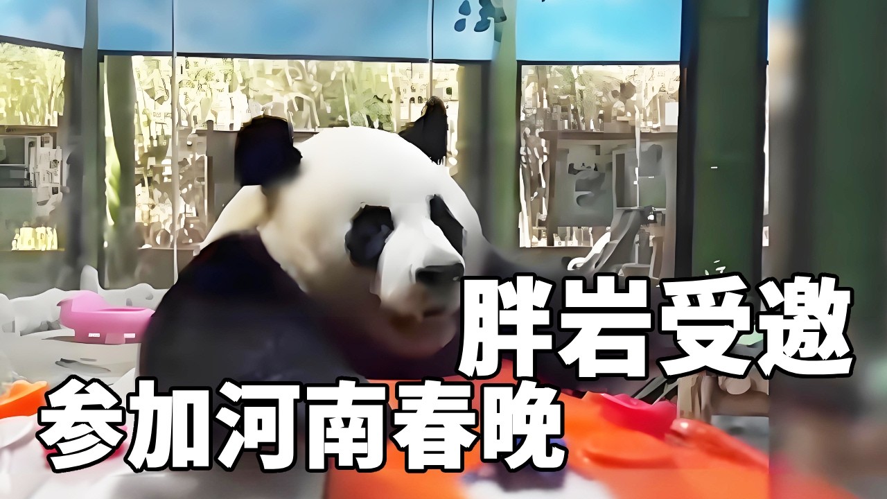 胖岩受邀参加河南春晚了，胖岩真的是凭实力整活挤进熊猫届的顶流圈！#大熊猫灵岩 #大熊猫灵岩有多会整活 #不止我一个想rua大熊猫 #来这吸熊猫 #大熊猫