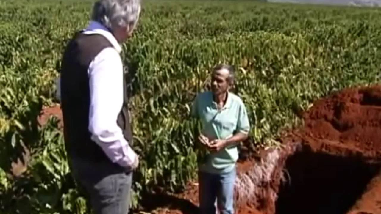 Utilização do Gesso Agrícola e seu efeito nas raízes - Globo Rural