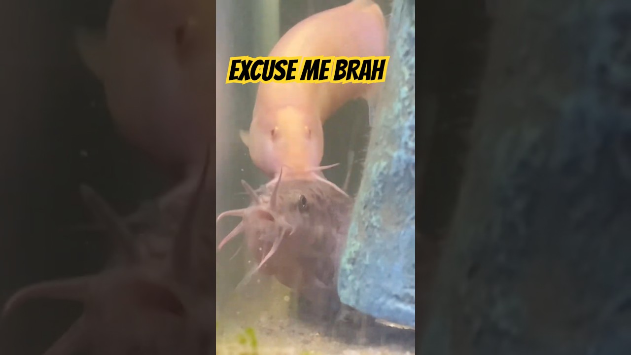 Excuse me Brah! #loaches #fish #funnypictures #excusemebrah #trendingshorts