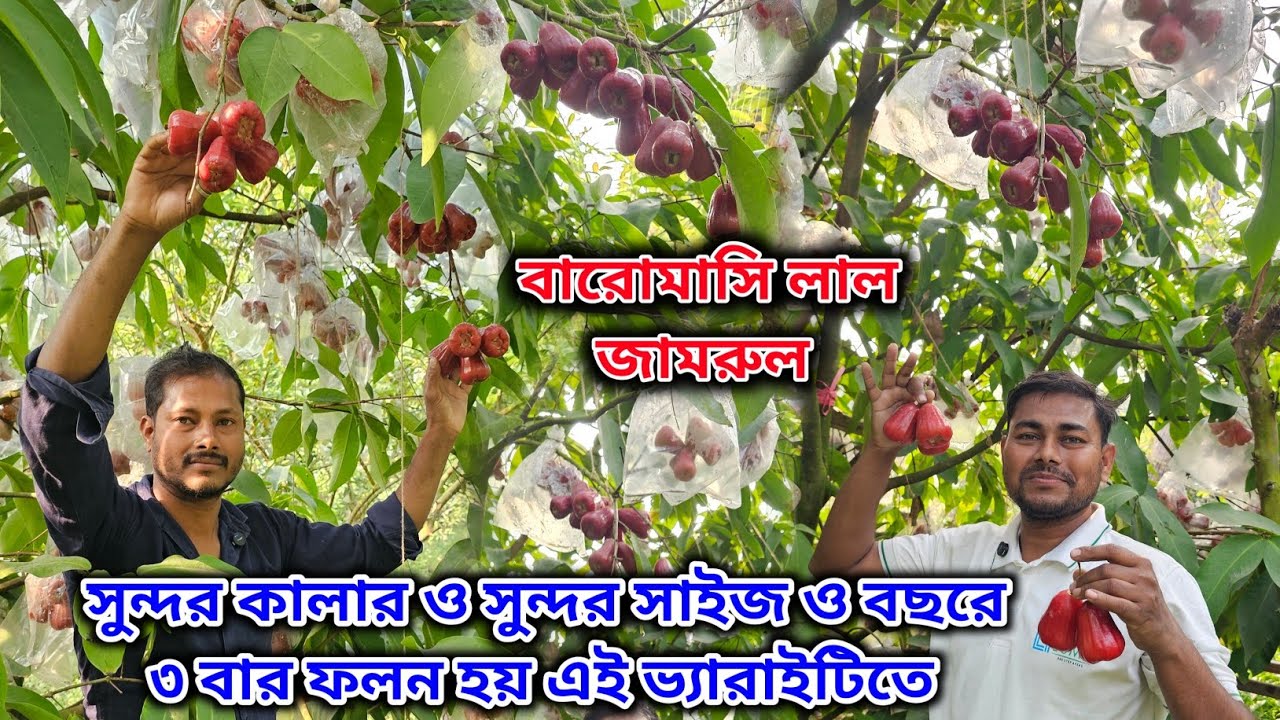 ছাদবাগানে ও মাটিতে এই জামরুল গাছ লাগিয়ে প্রচুর টাকা কামাতে পারবেন! 