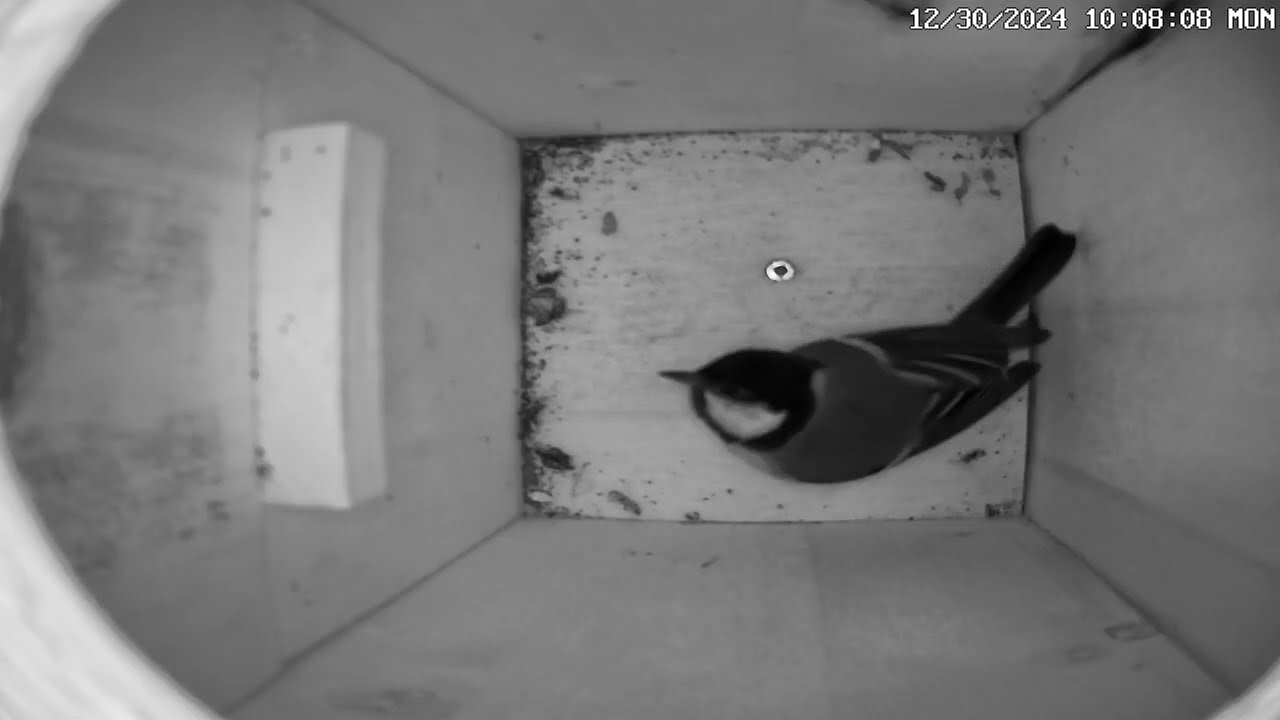 Kohlmeisenkasten - Great tit Nesting Box - Lina - 30.12.24 - 05.01.25