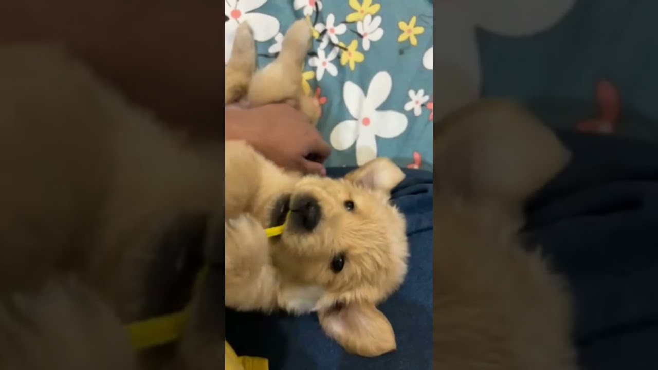 #puppy