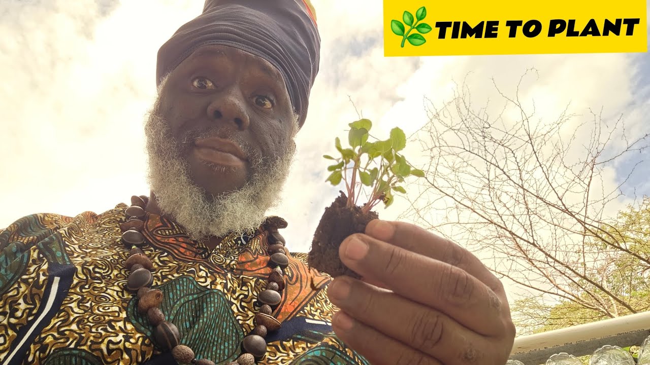 ITS TIME TO PLANT 🌿 CABBAGE  FROM SEEDLINGS TO GARDEN BED