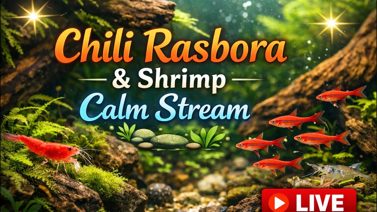 Relaxing Forest Flow 🌿 | Live Aquarium Stream