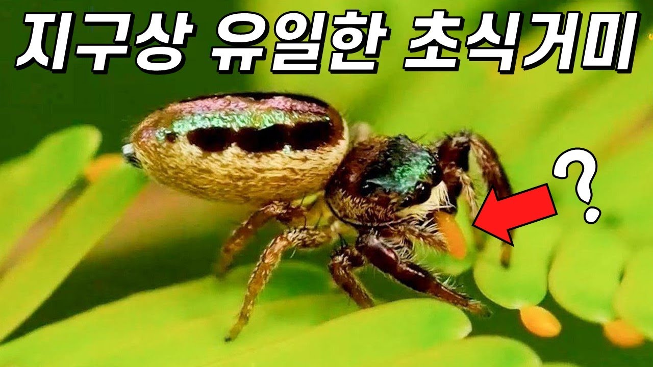 이 거미는 어쩌다 채식을 하게 됐을까?
