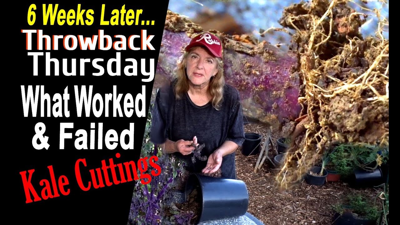 How To Propagate Kale-Results of Plant Cuttings-Container Gardening in Compost in Place