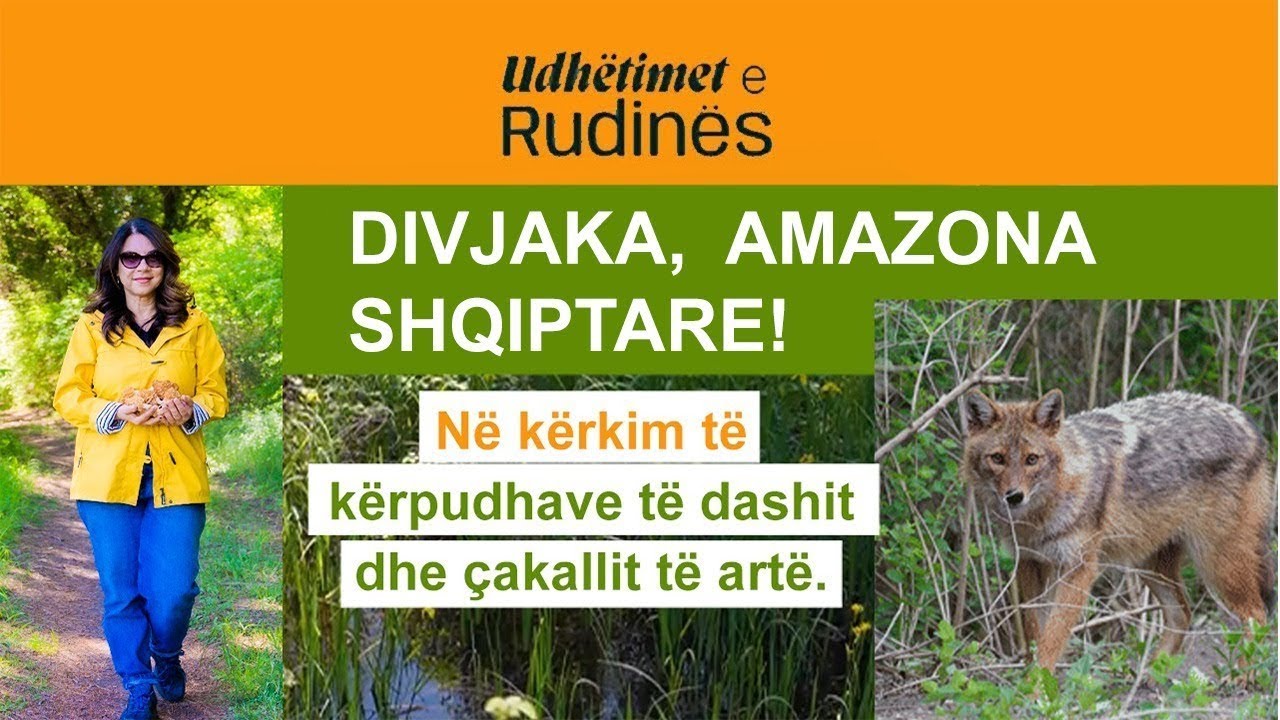 Divjaka, Amazona shqiptare! Në kërkim të kërpudhave të dashit, nepërkave dhe çakallit të artë.
